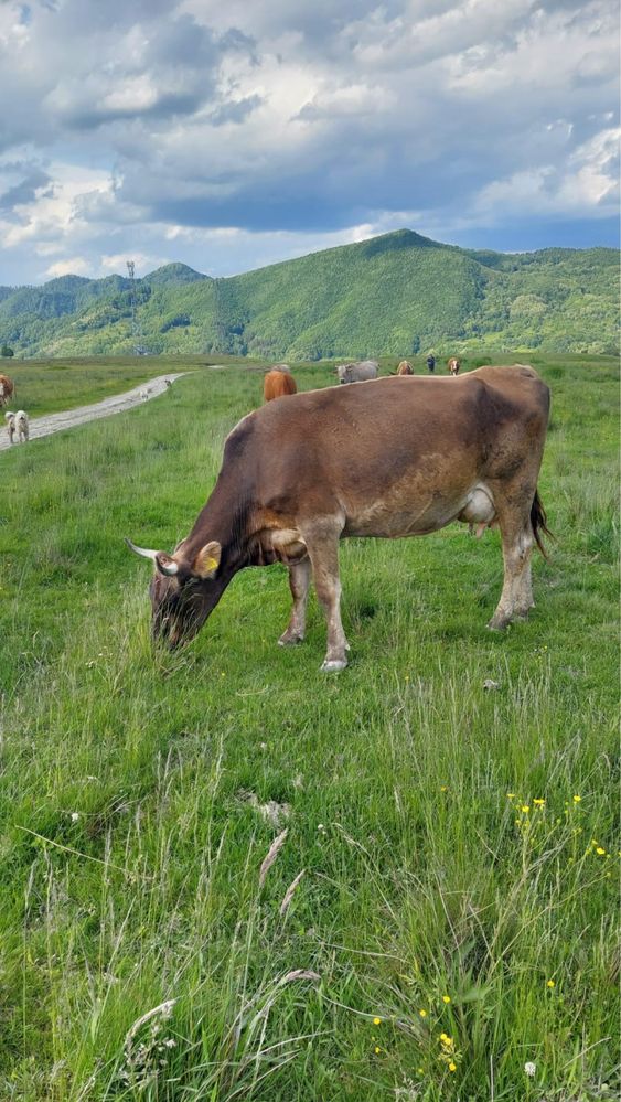 Vand doua vaci brune