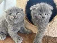 British shorthair/Scottish fold