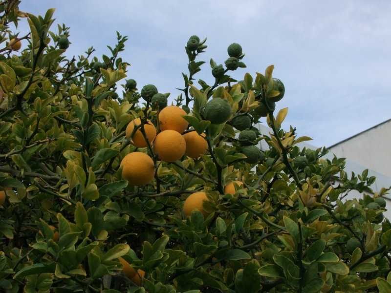 Див лимон (Poncirus trifoliata)