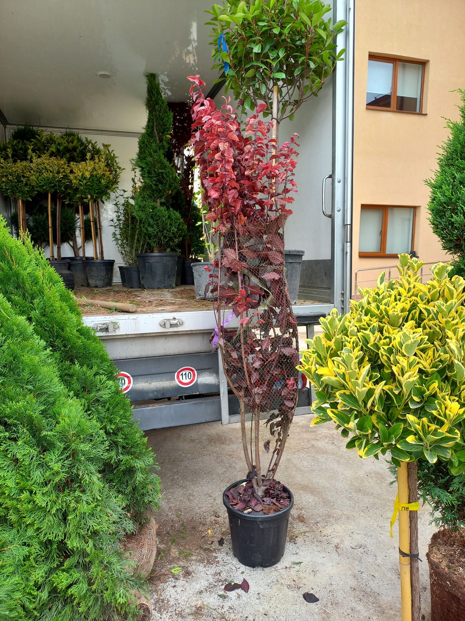 Plante ornamentale