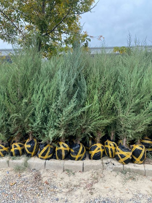 Арча моживелник quluğ