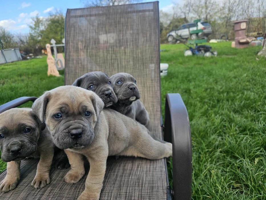 Уникални бебенца Кане карсо