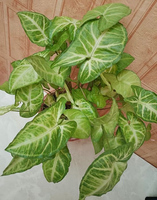 Продаю цветок сингониум