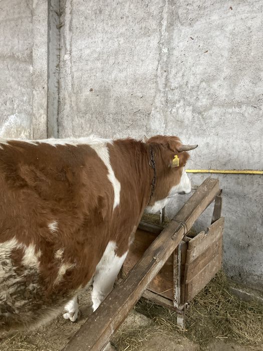 Vand junca baltata la prima fatare