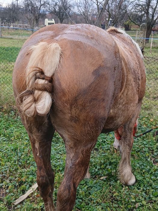 Vand iapa cu vârstă de 4 ani si gestanta