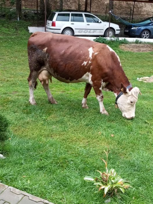 Vând vacă gestantă din luna aprilie