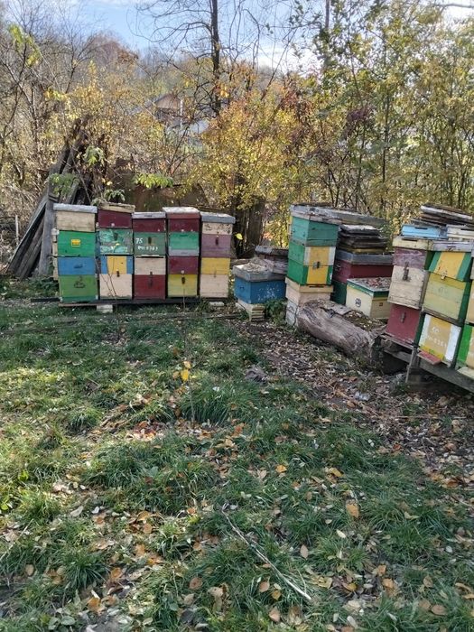 Cutii de stupi 10rame cu cat