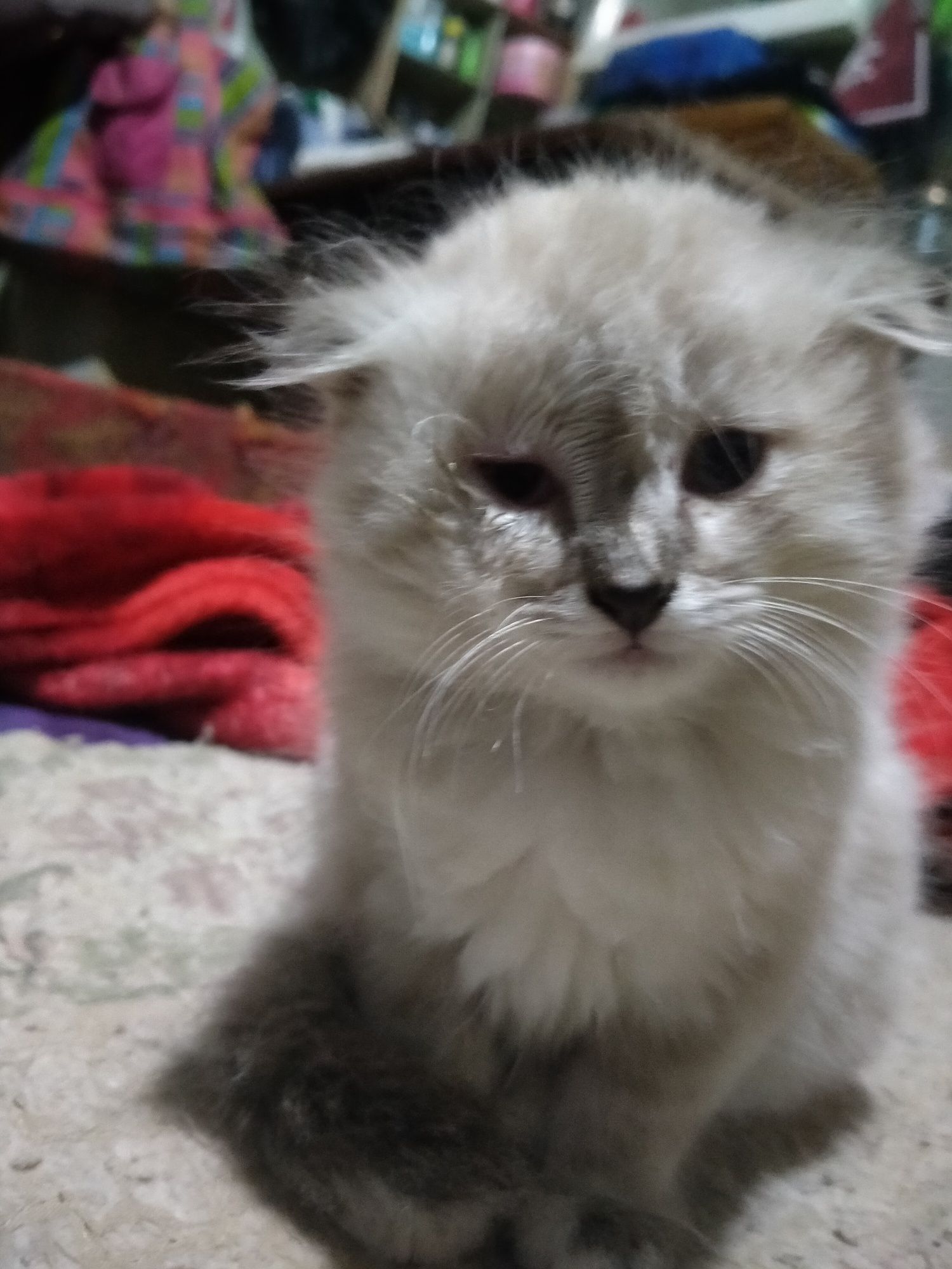 Кошки два самец одна самка веслаухий