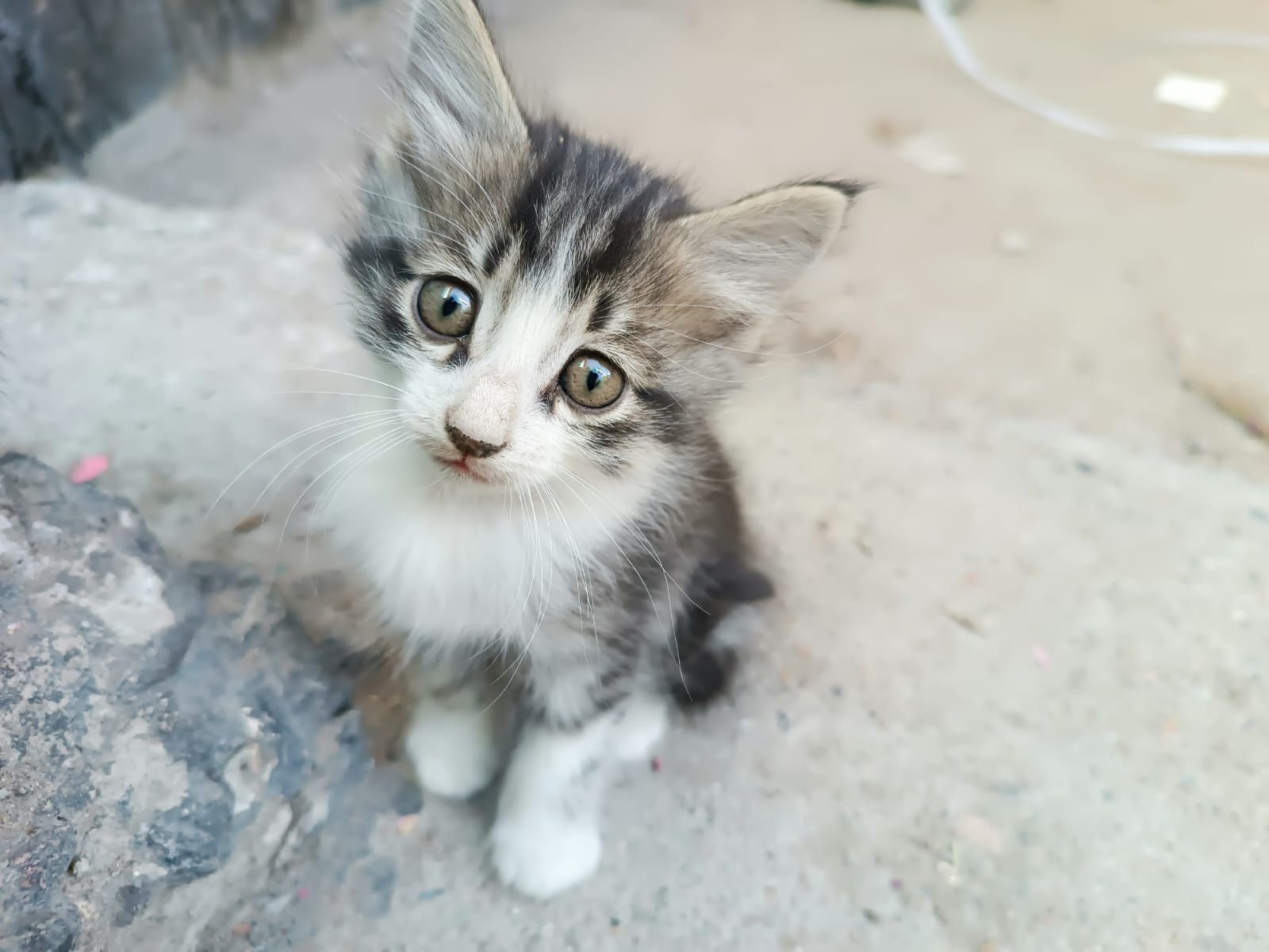 Котята девочки и мальчики в подарок