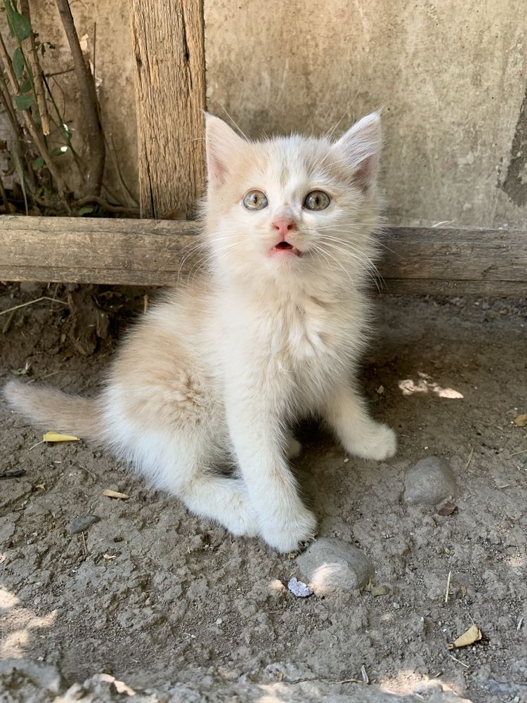 Котенок в добрые ответственные руки