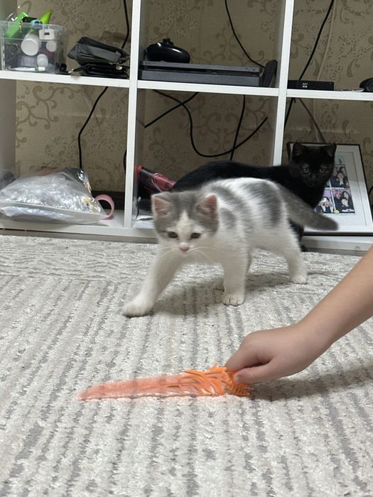 Отдам котенка в добрые руки.