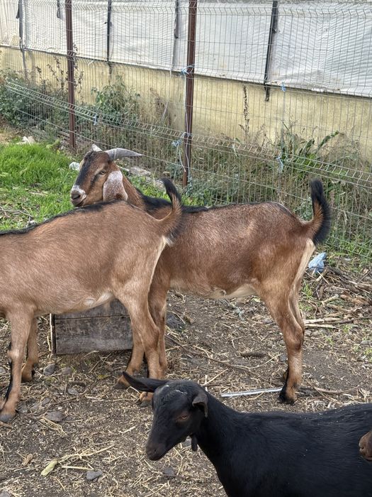 Vand iezi anglo - nubieni de 10 luni,crescuti acasa