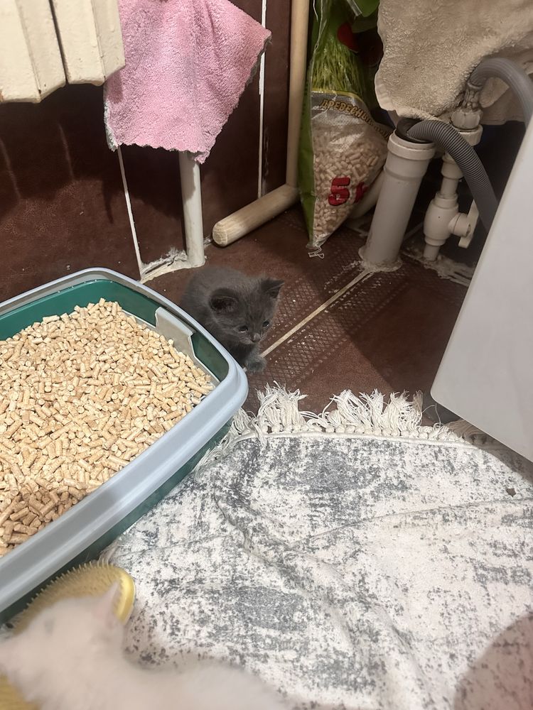 Продам красивых котят им всего пару месяцев
