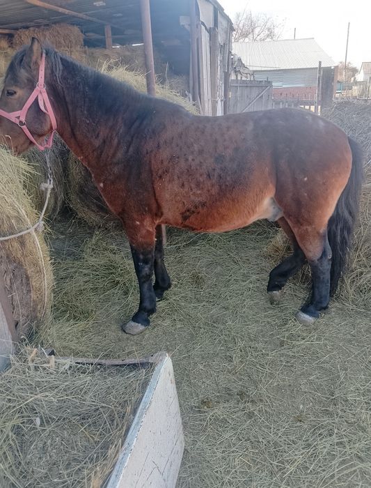 Айғыр сатылады 600мың