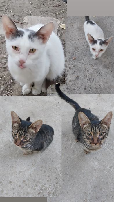 Котята  в добрые руки