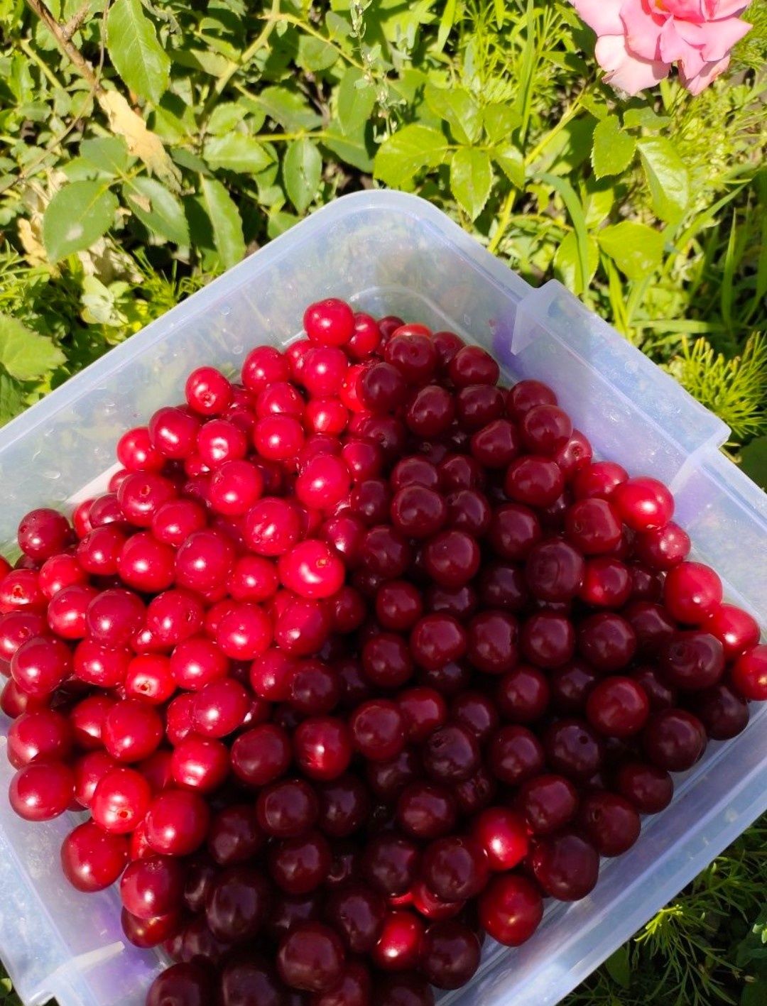 Продаю  вишню  Дачную 1кг - 1100