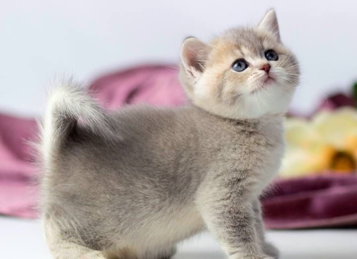 леловое и голубое золото