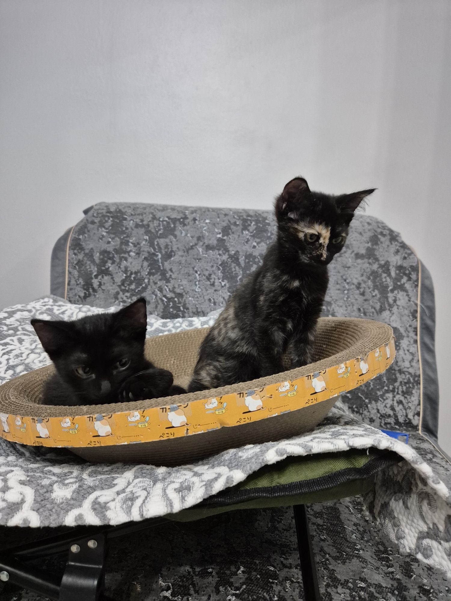 Отдам котят в любящую семью