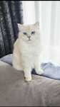 British longhair alb cu ochii albastri
