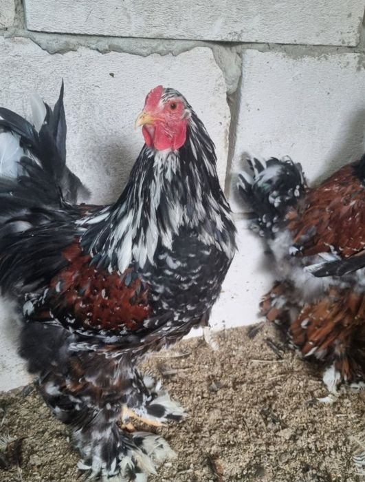 Vâmd Brahma Portelan