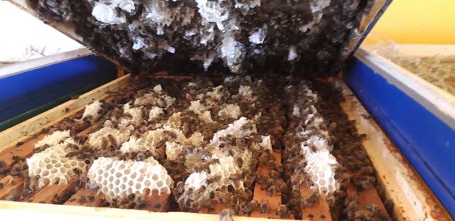 ceara de albine ecologica