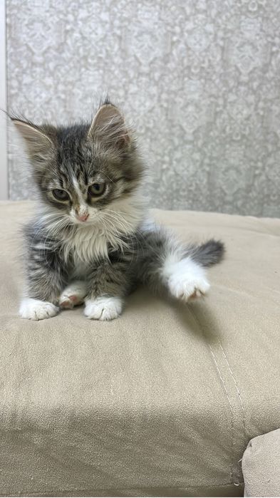 Отдам очаровательного котеночка 2 месяца