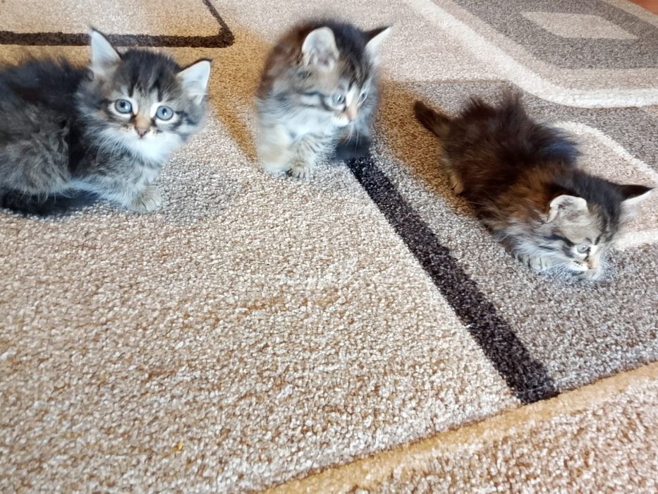 Отдам котят в добрые руки