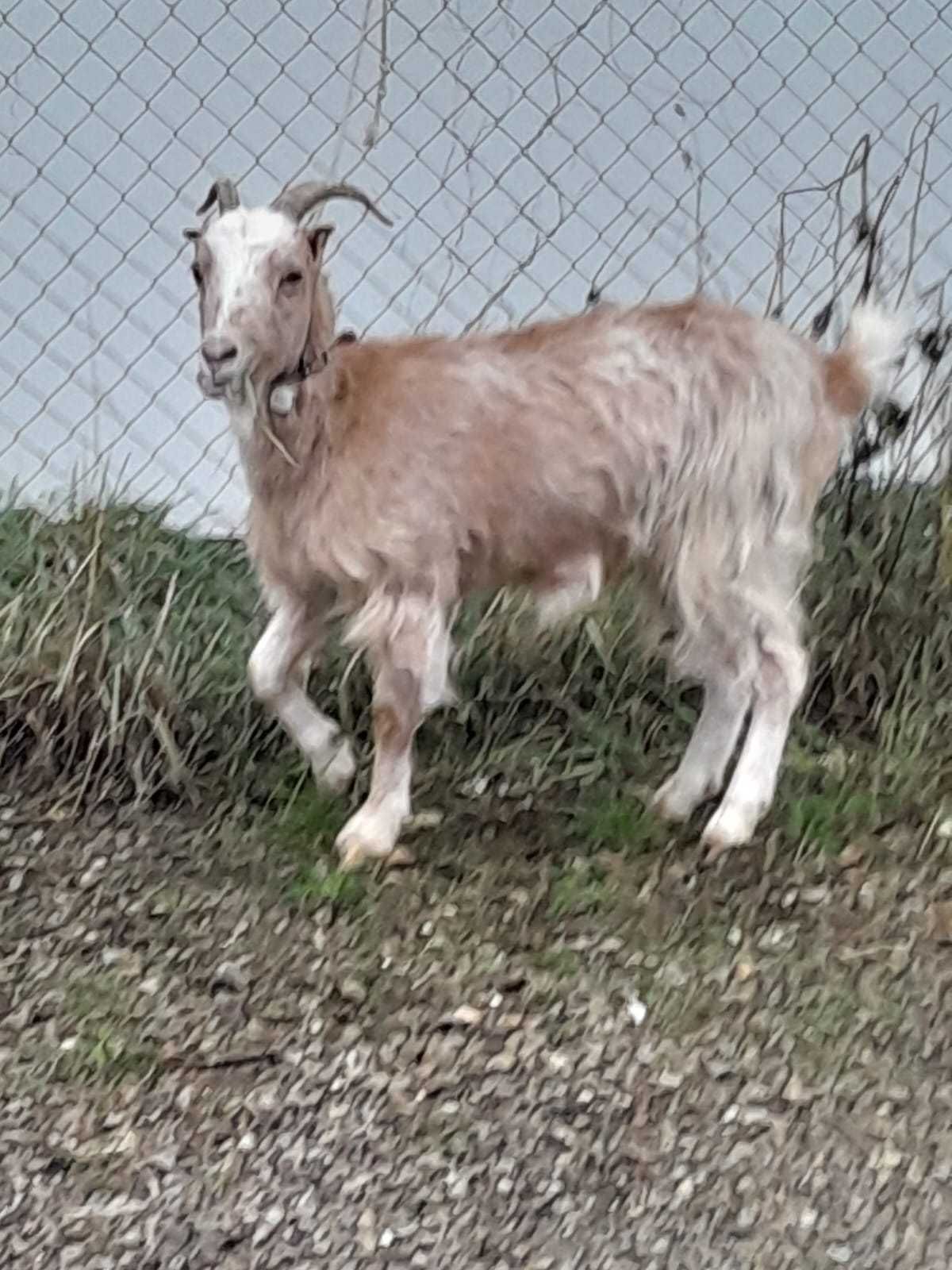 Capre zania si carpatina