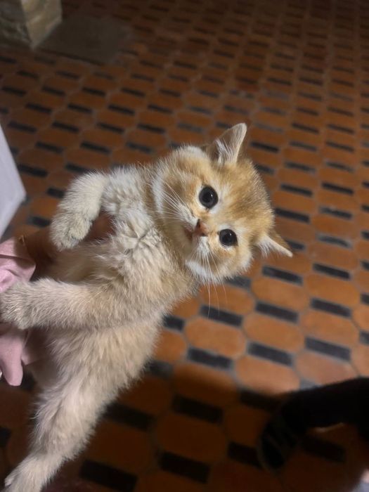 Кошка порда шиншилла
