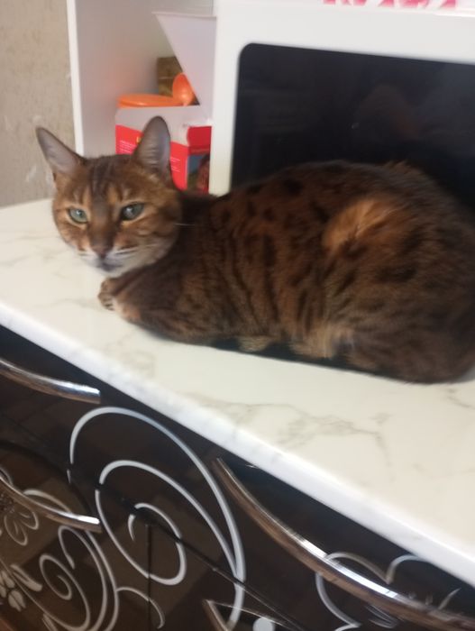 Бенгальская кошка