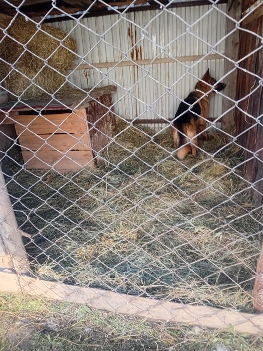 Предлагаю кобелья на вязку