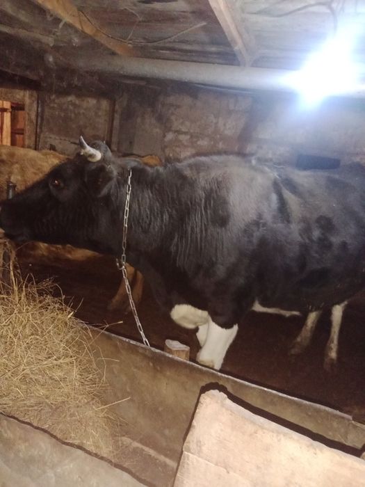 Продам молочную корову, голштина