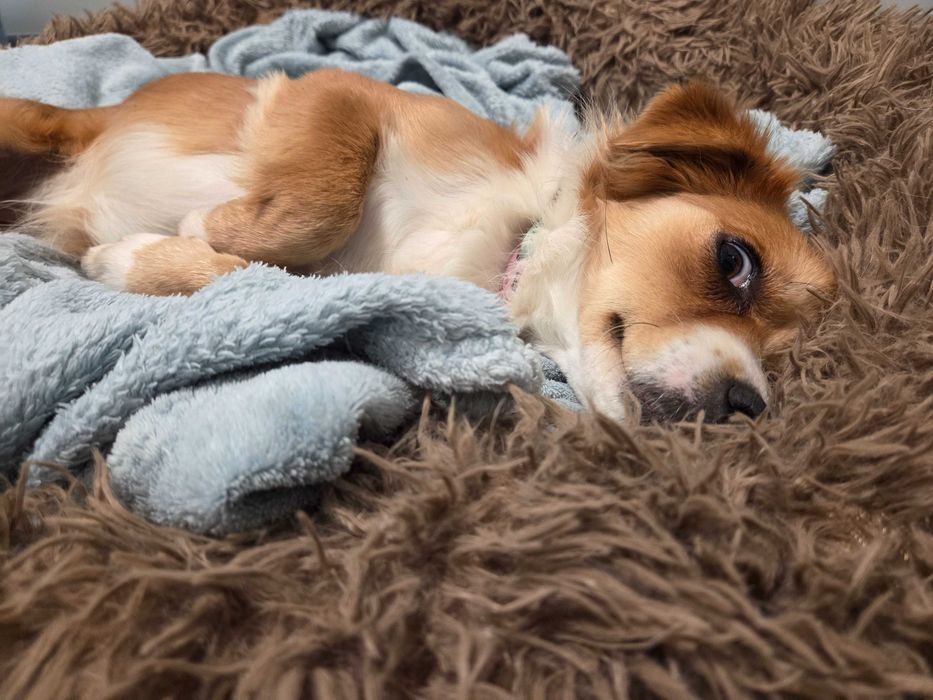 Doua cateluse de talie mica pentru adoptie