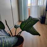 Дифенбахия(Dieffenbachia)