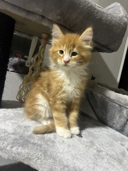 pisicuti M A I N E   C O O N