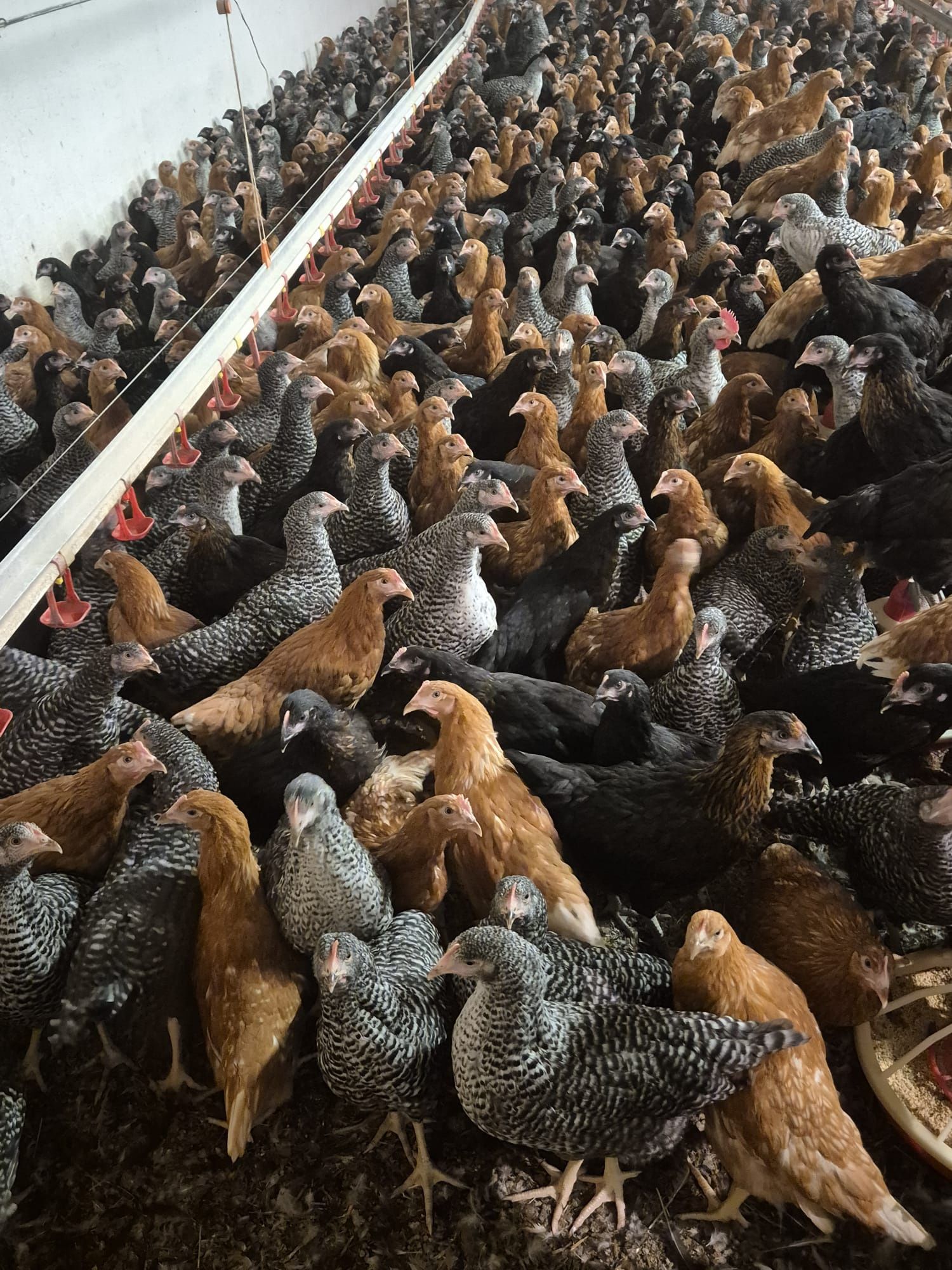 Puicuțe de ouat -16 saptamani
