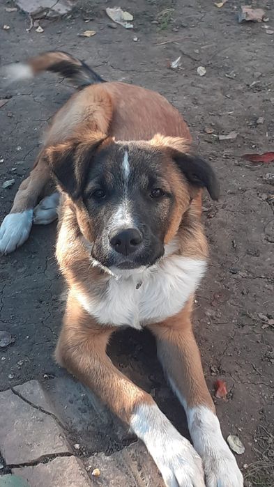 Catel pentru  adopție