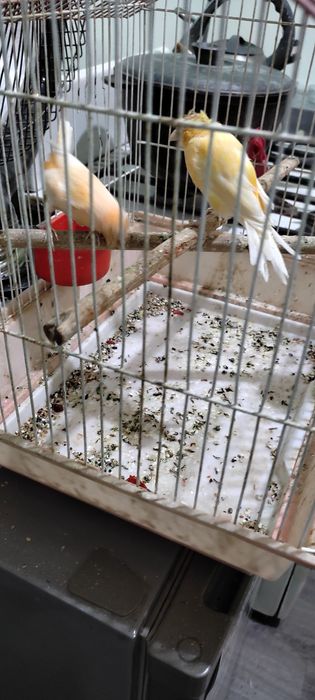 Продам канарэку самка исамэц