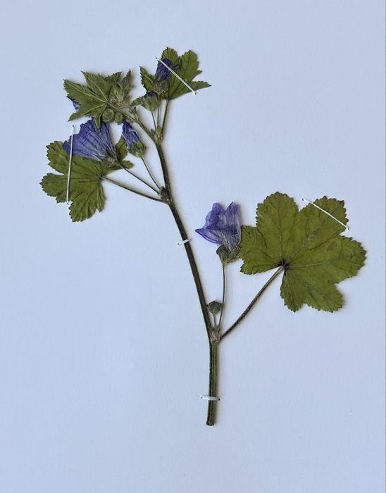 Морфологичен Хербарий 20бр