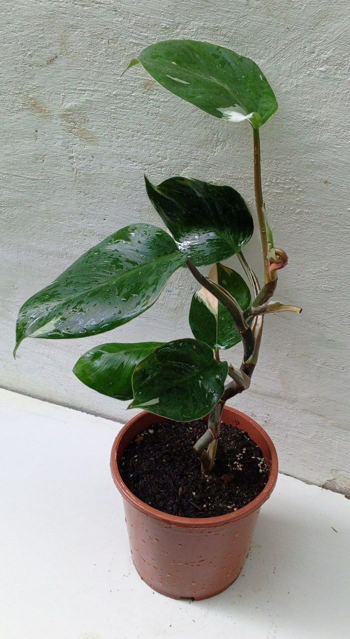 Филодендрон Белый Рыцарь (Philodendron White Knight).Экзотический сорт