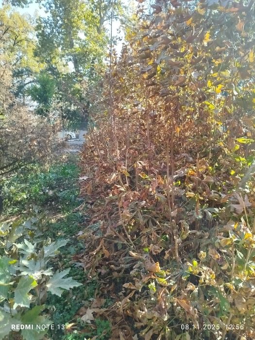 Kashtan koʻchatlari