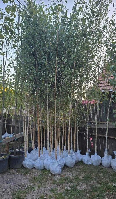 Carpen, Arțar la Balot | Garanție Prindere & Calitate Extra