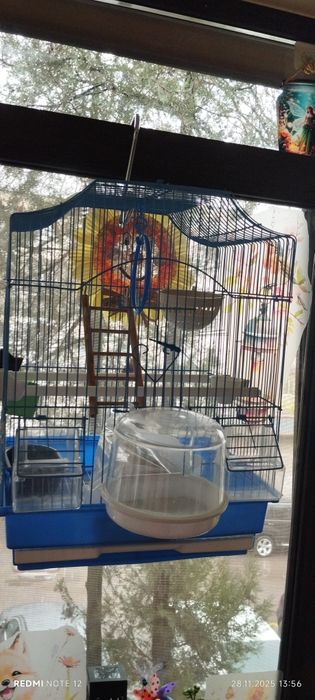 Vând colivie peruși