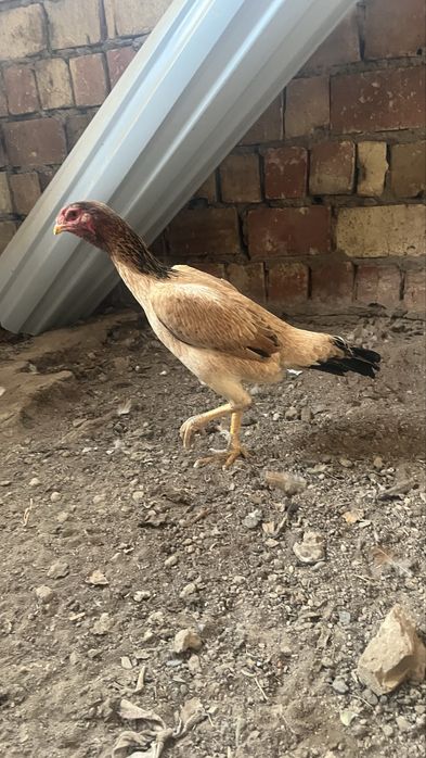 Продаю бойцовых курей