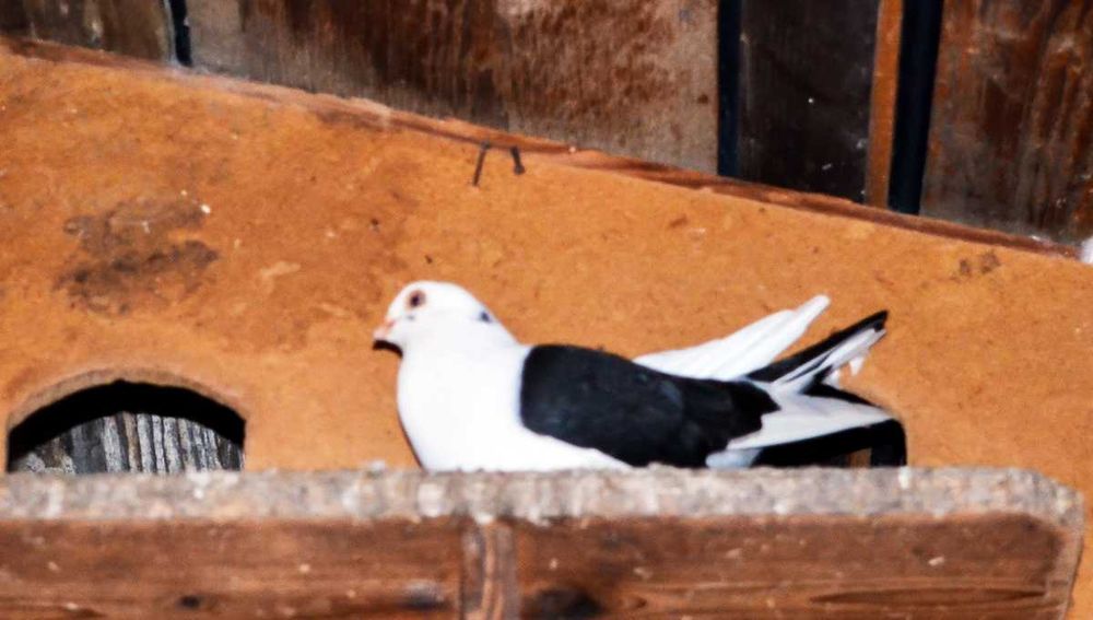 vand porumbei jucausi albi si pag pe negru