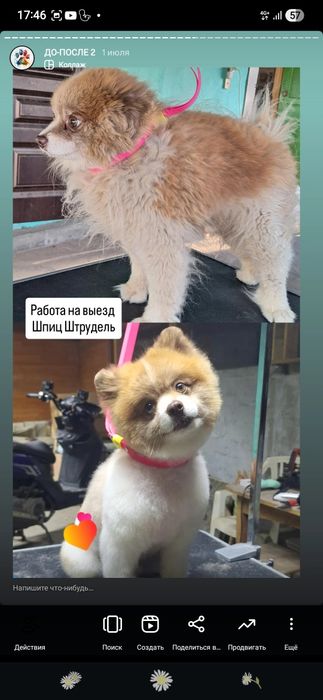 Груминг на дому стрижка собак