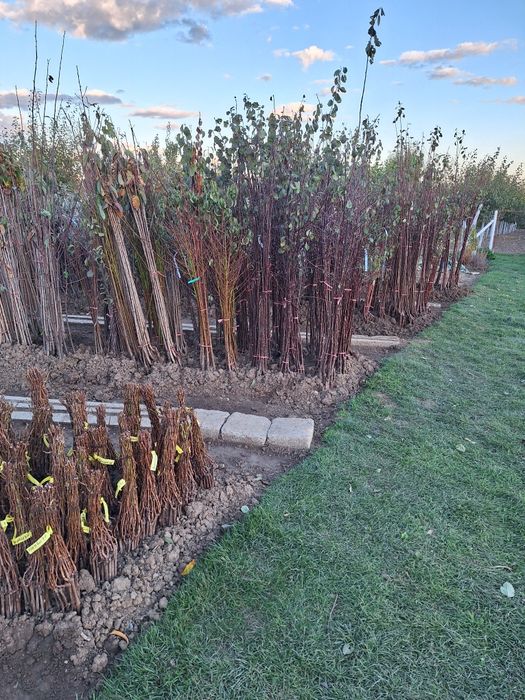 Pomi fructiferi diferite soiuri  plante ornamente  și  vită de vie