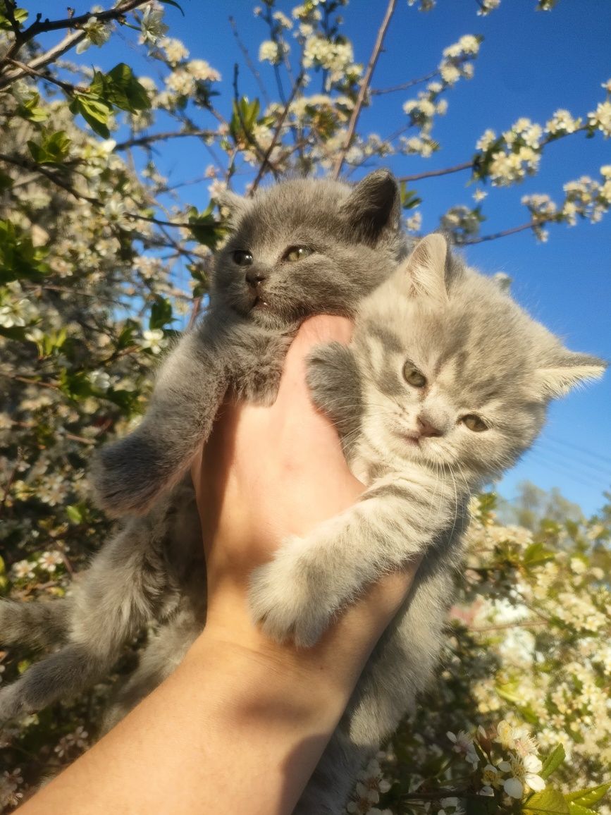 Британские плюшевые котята мальчики