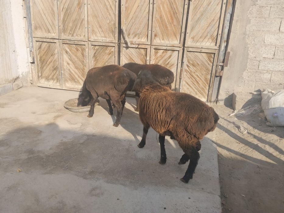 Qochqor sotiladi 4 ta bor