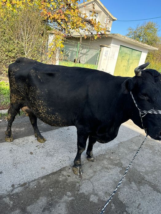 3 крави за дамазлък бартер за животни за клане